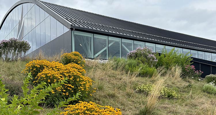 naturalized landscape at the Kitchener – Doon campus